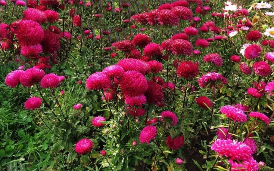 Бархатцы и календула