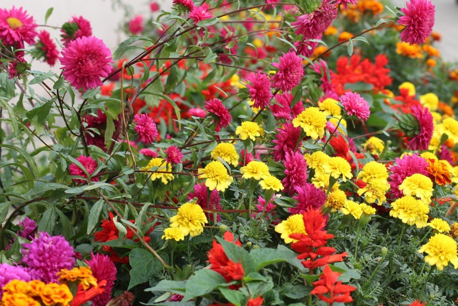 Осенние цветы на клумбах макро