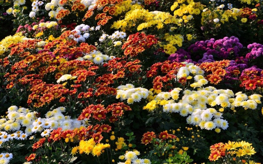 Астра Садовая однолетняя