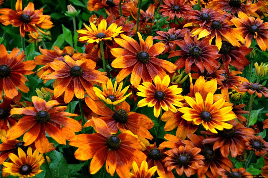 Холодостойкие однолетники