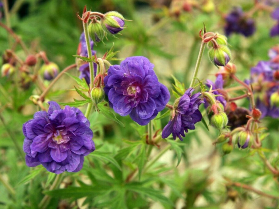 Герань Луговая Вайолет