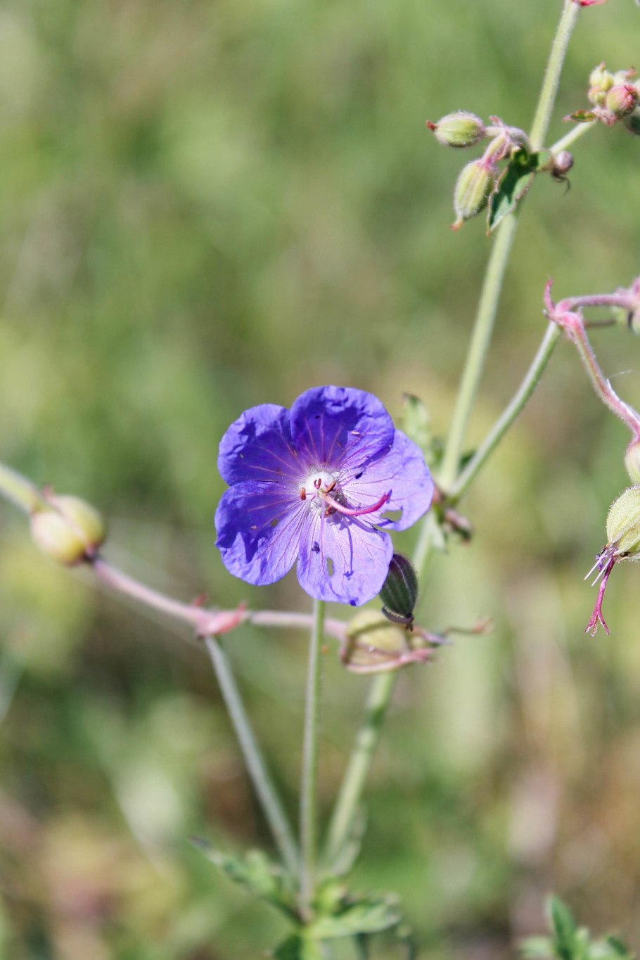 Герань гималайская Садовая
