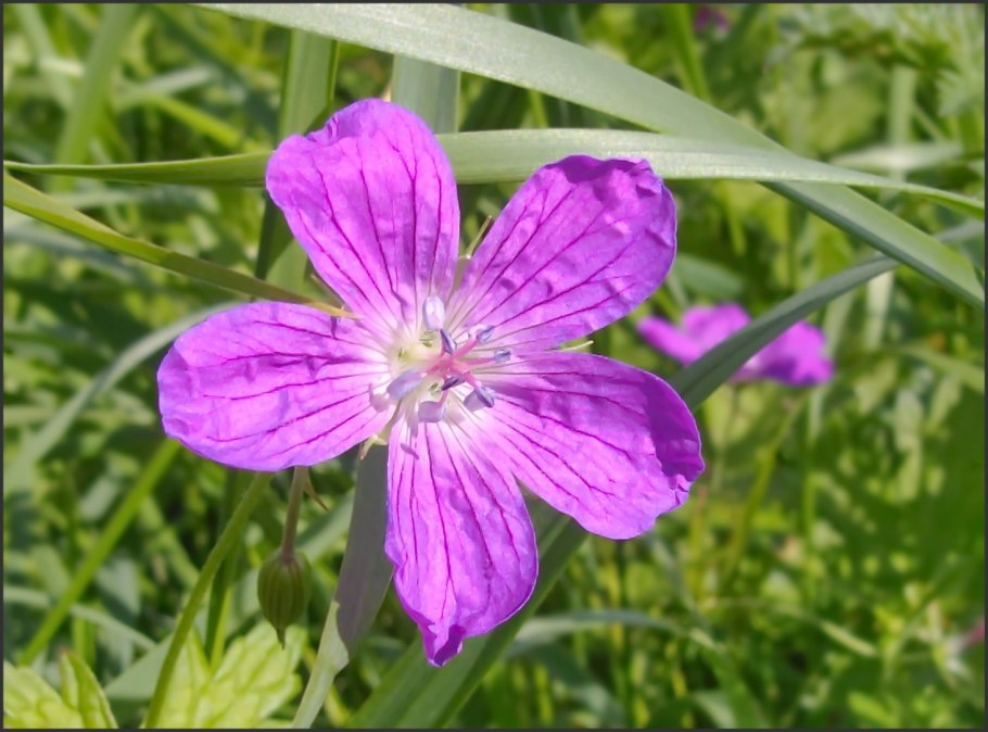 Герань Луговая голубая