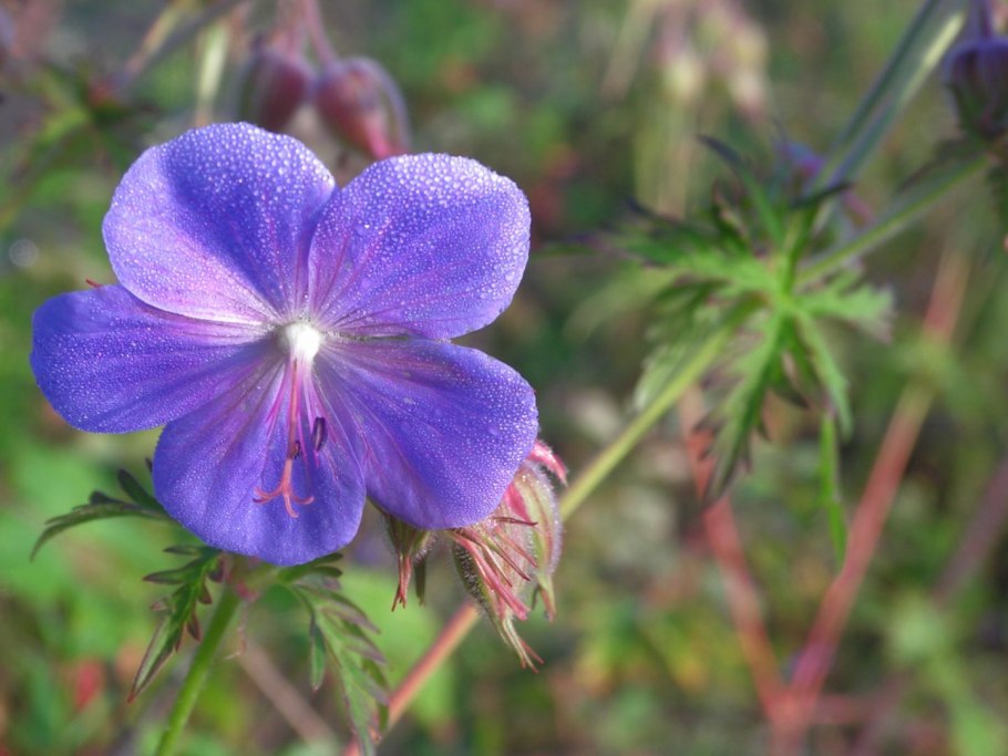 Герань Луговая листья