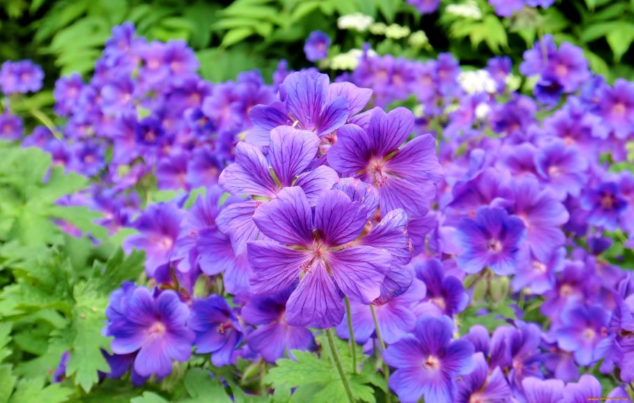 Герань Луговая Mayflower