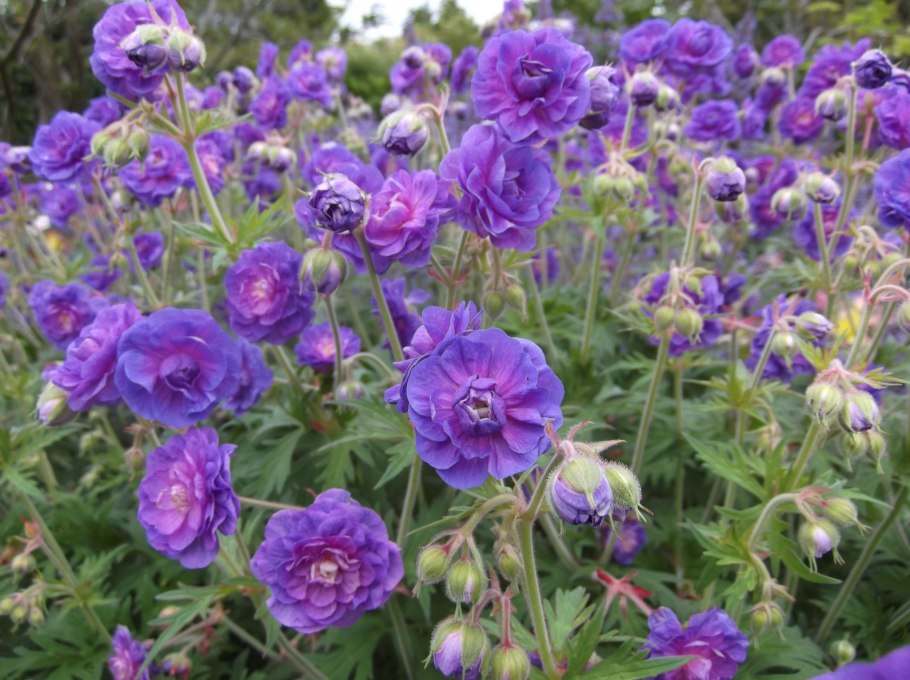 Герани садовые и луговые