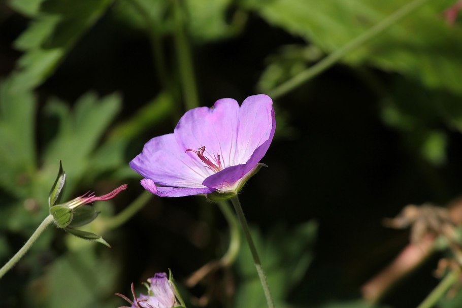Герань Луговая Вайолет