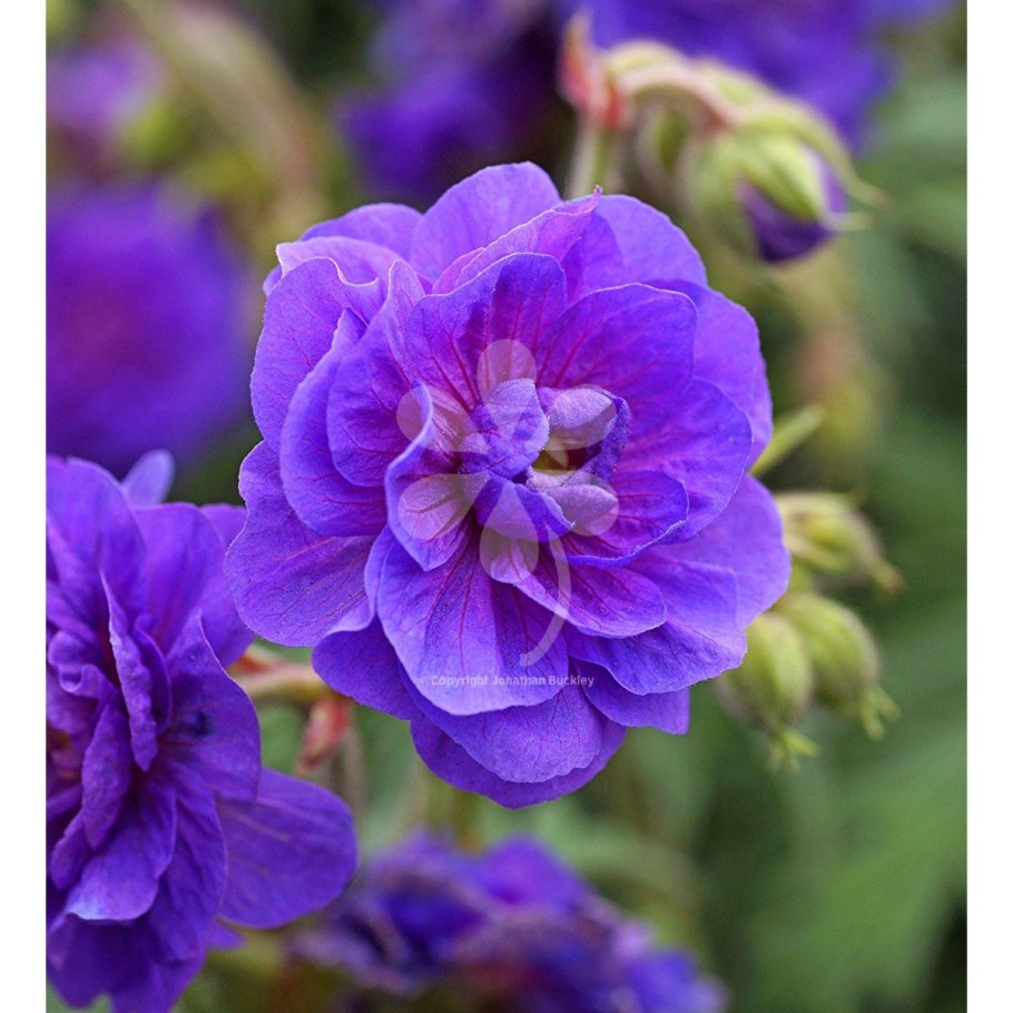 Герань сиреневая