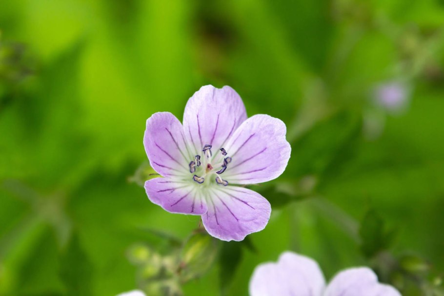 Герань Болотная тычинки