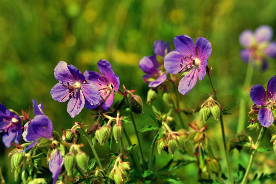 Герань Луговая Вайолет