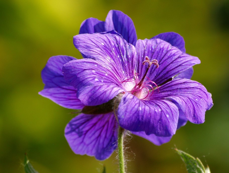 Герань Луговая сиреневая