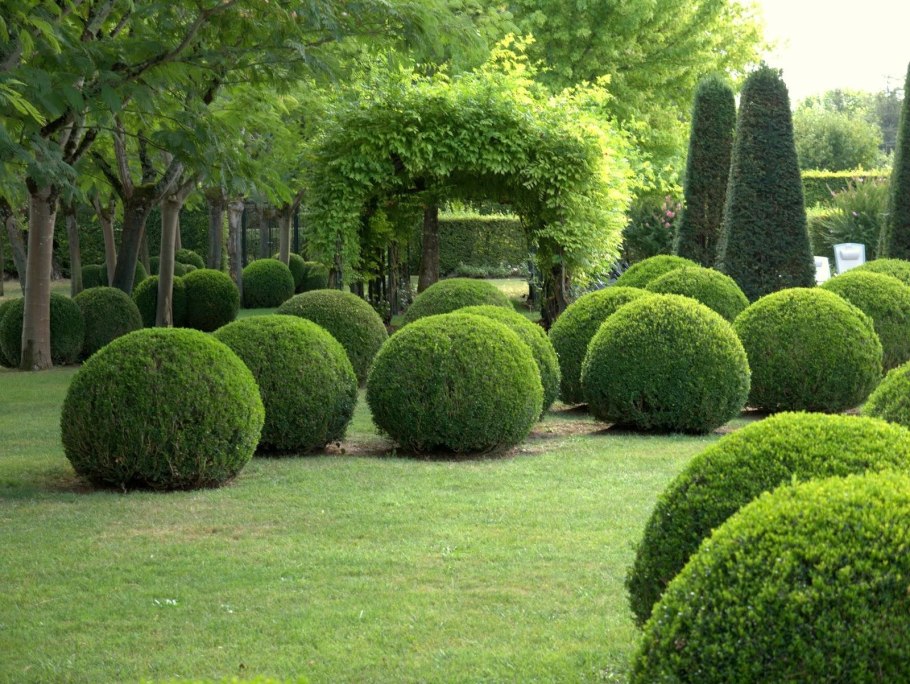 Buxus sempervirens самшит