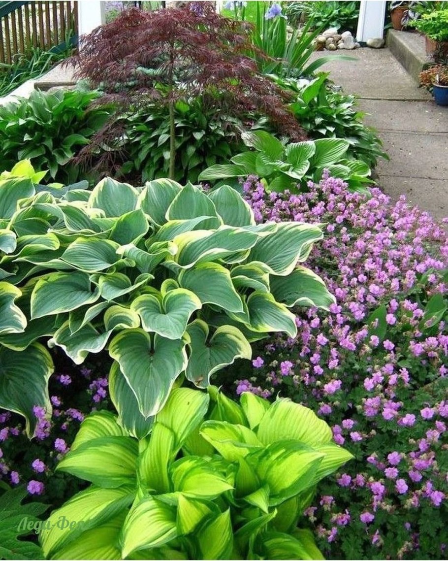 Клумба Хоста лилейник спирея