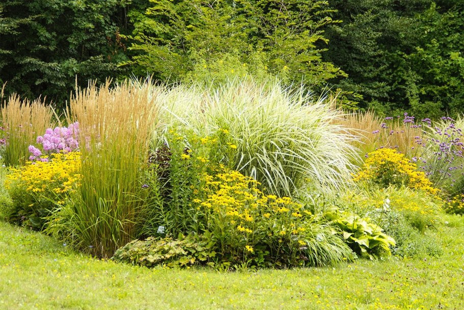 Вейник Карл Форстер в миксбордере