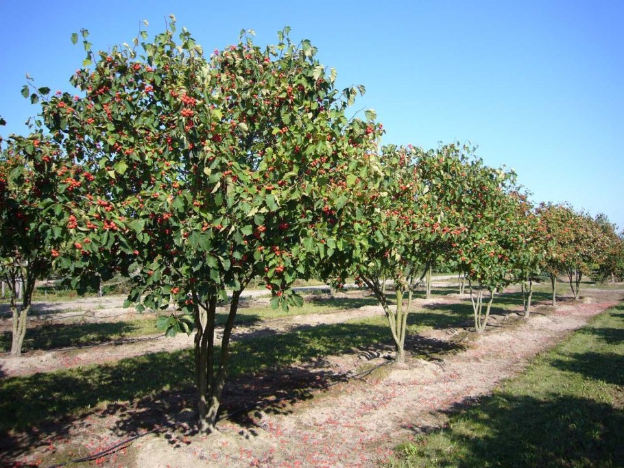Боярышник шарлаховый Crataegus coccinea