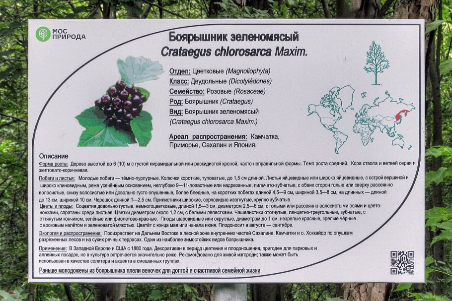 Саженец боярышник с2 н30