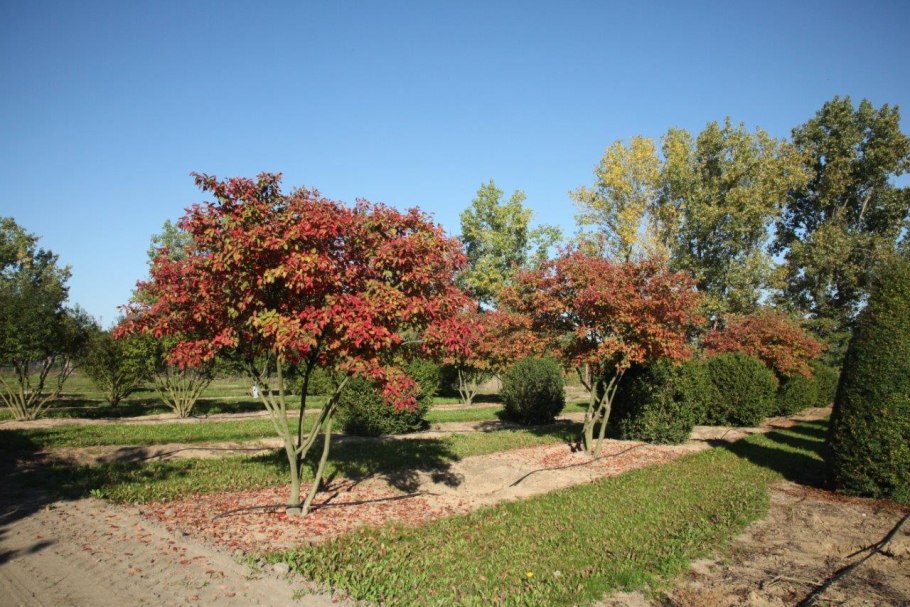 Боярышник мягковатый питомник