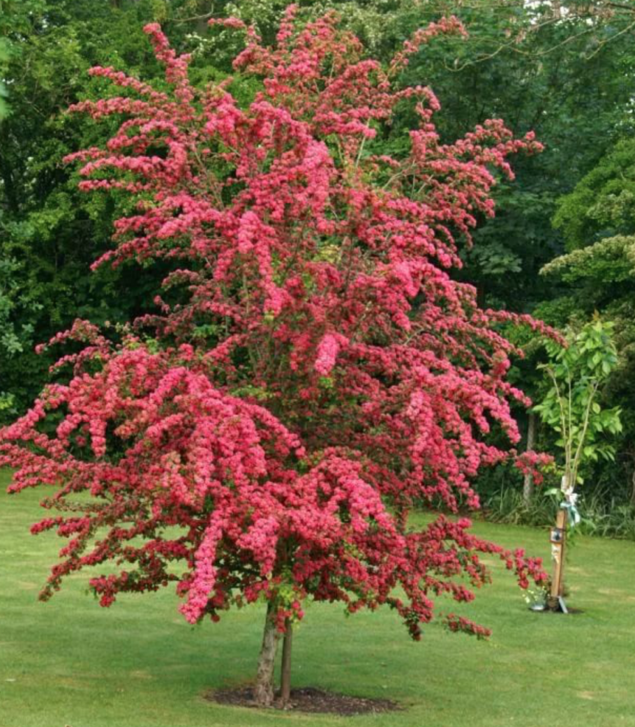 Ирга Ламарка амеланхиер