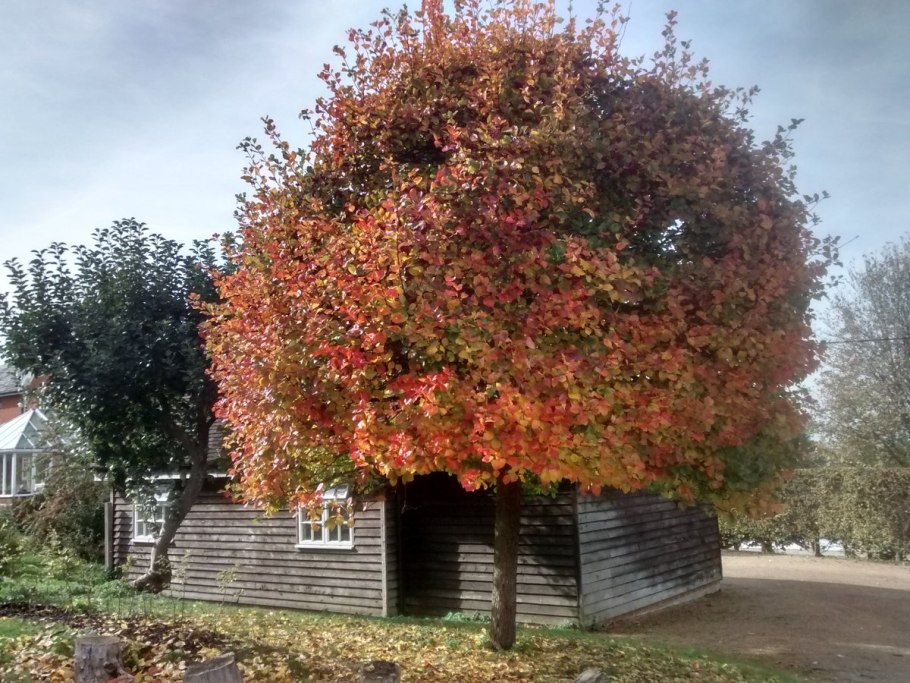 Боярышник сливолистный (Crataegus prunifolia)