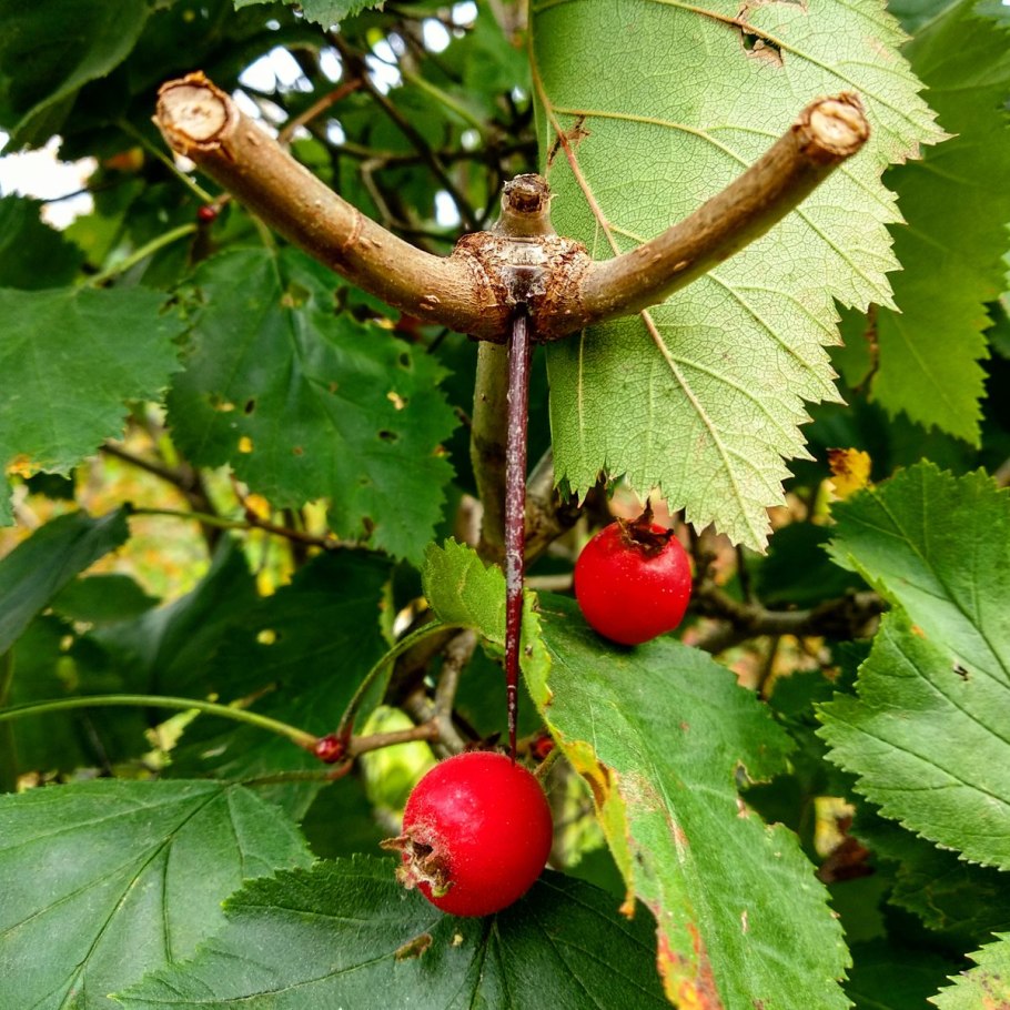 Боярышник декоративный Пауль Скарлет