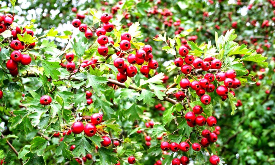 Рябина красная дерево