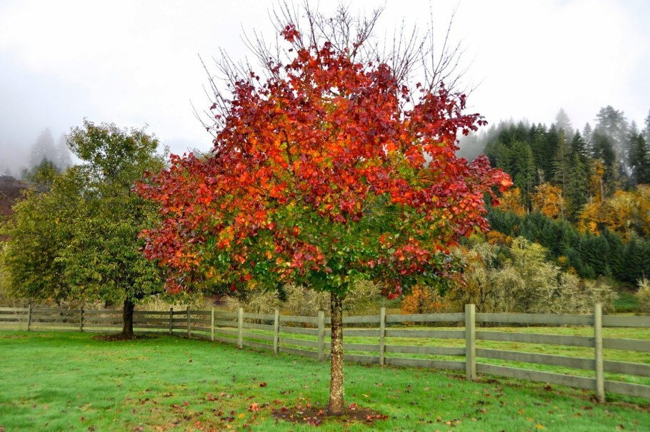 Боярышник круглолистный (Crataegus coccinea)