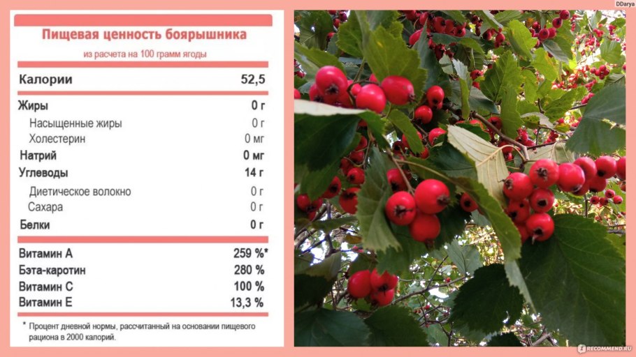 Боярышник сливолистный (Crataegus prunifolia)