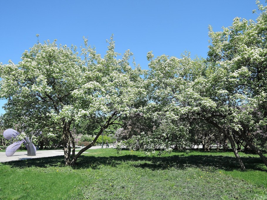 Боярышник обыкновенный крона