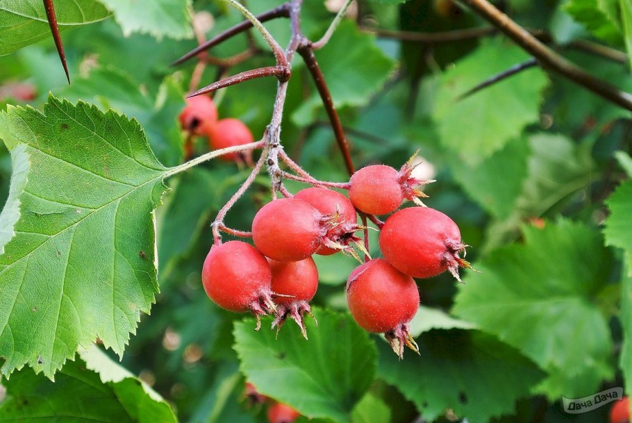 Боярышник Арнольда Crataegus arnoldiana