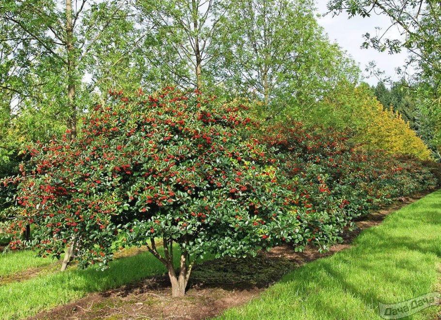 Боярышник однопестичный rubra Plena