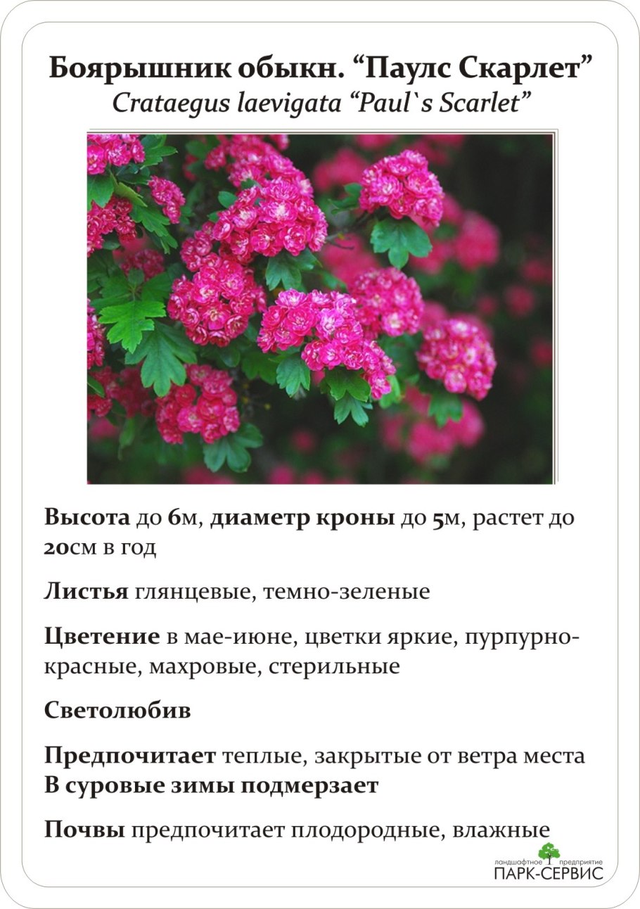 Боярышник сливолистный дерево