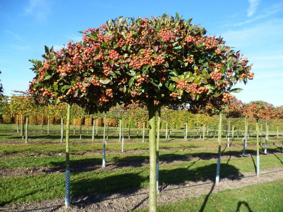 Боярышник Сибирский цветение