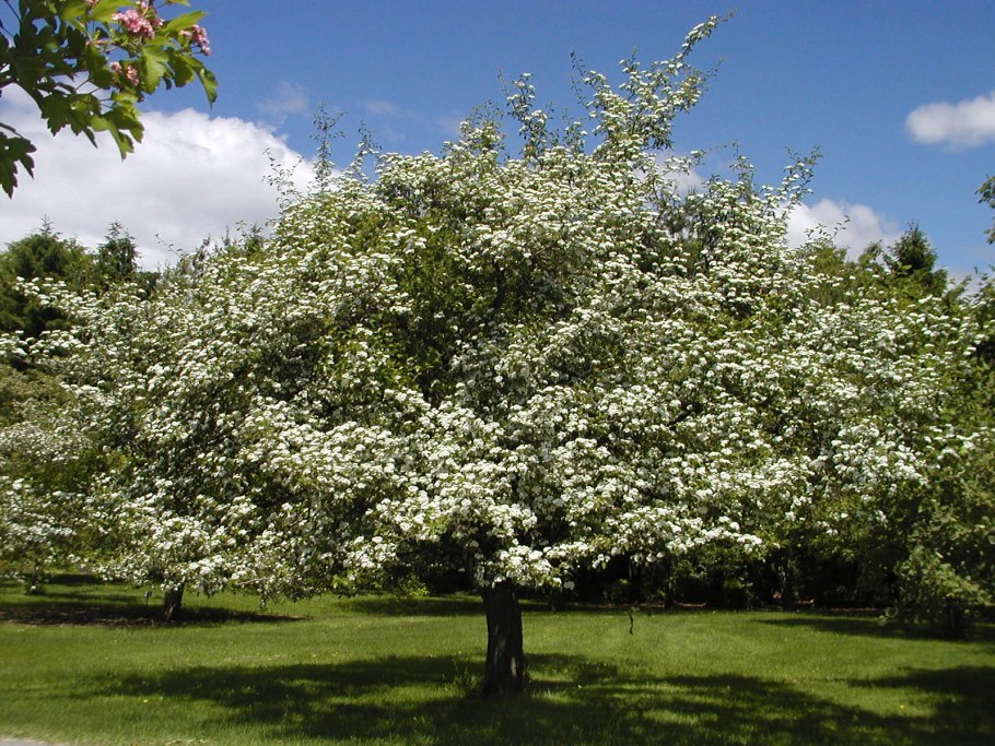 Боярышник обыкновенный Crataegus laevigata