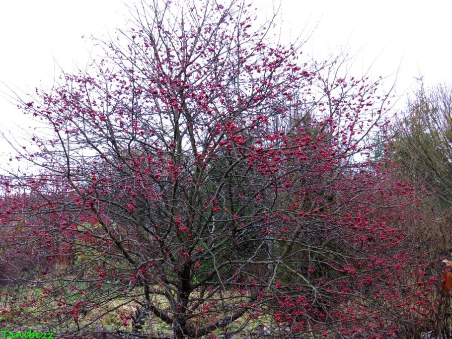 Боярышник перистонадрезанный куст