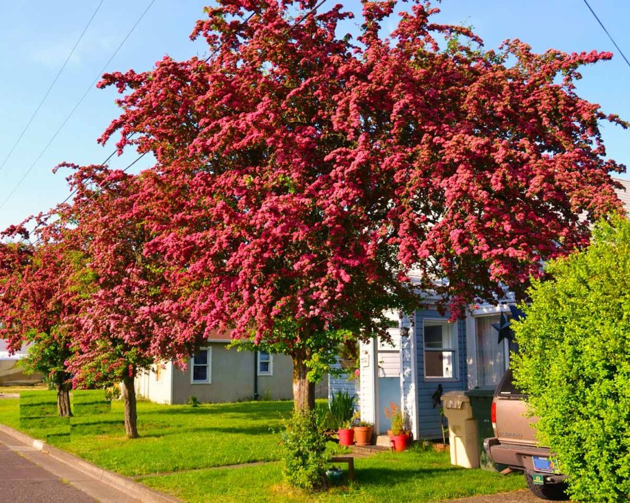Crataegus persimilis