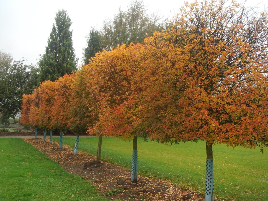 Ирга Ламарка