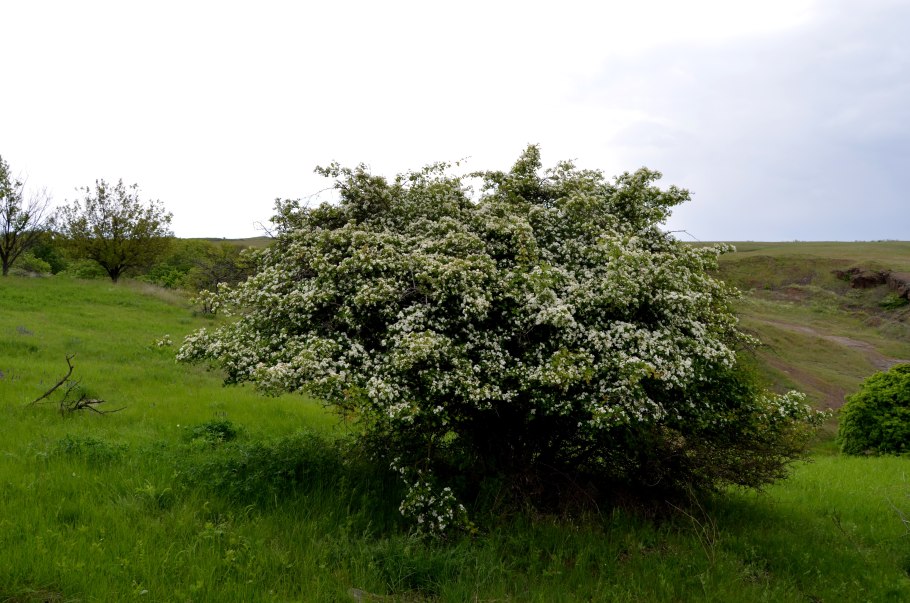 Ирга канадская "Ламарка" (Amelanchier lamarckii)