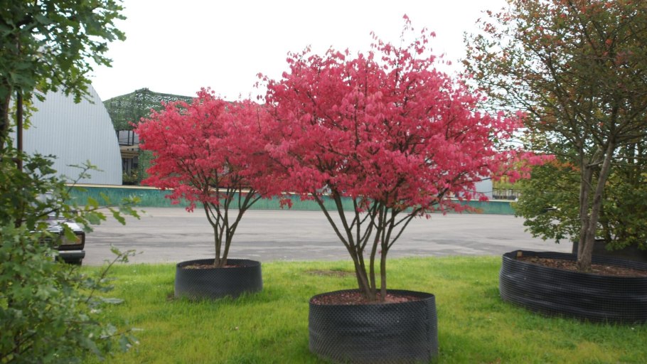 Бересклет Европейский ред Каскад Red Cascade