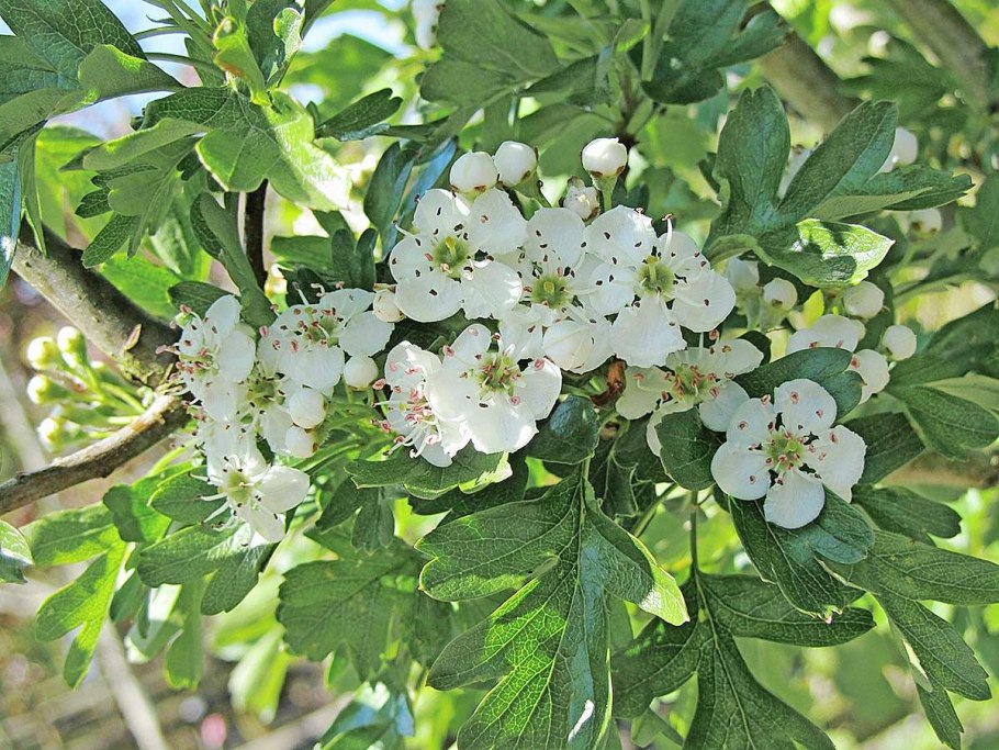 Боярышник ‘Crus Galli’