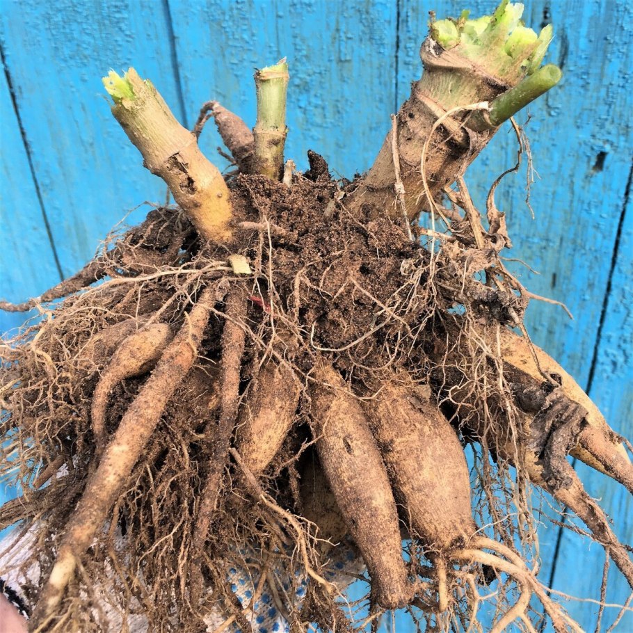 Георгины многолетние луковицы