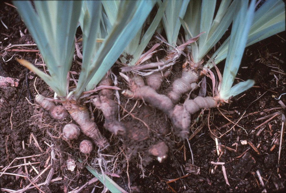 Корневище ириса и Ирис