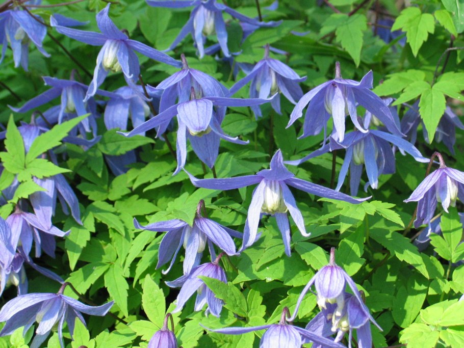 Эустома многолетняя корень