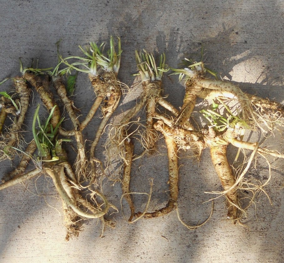 Лилейник корневище