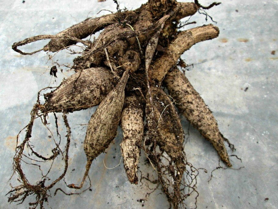 Корни гортензии