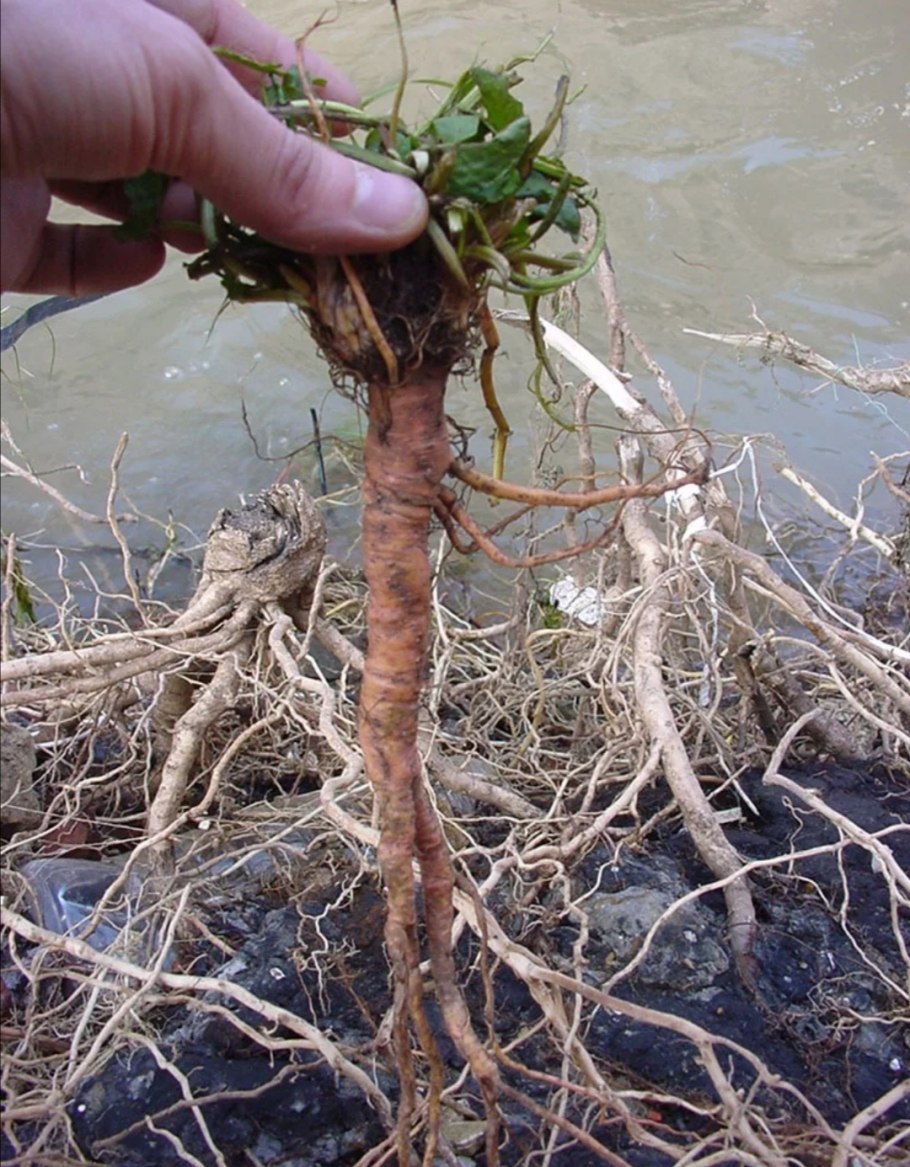 Дудник Лесной дягиль