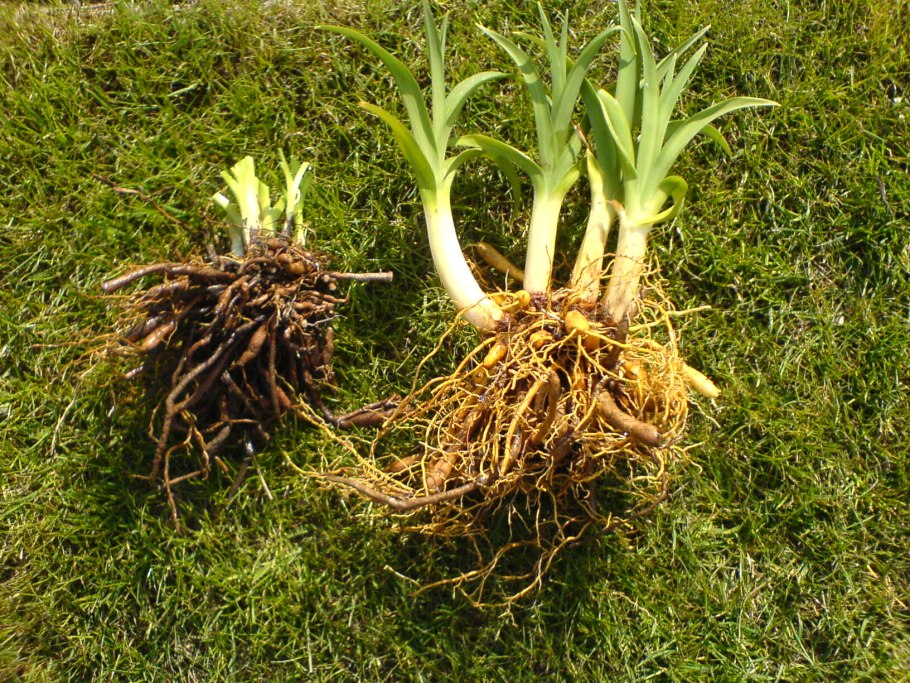 Лилейники корни