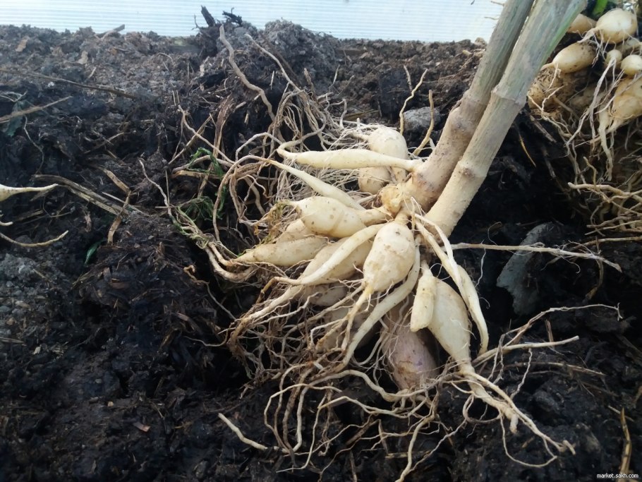 Растения с мочковатым корнем