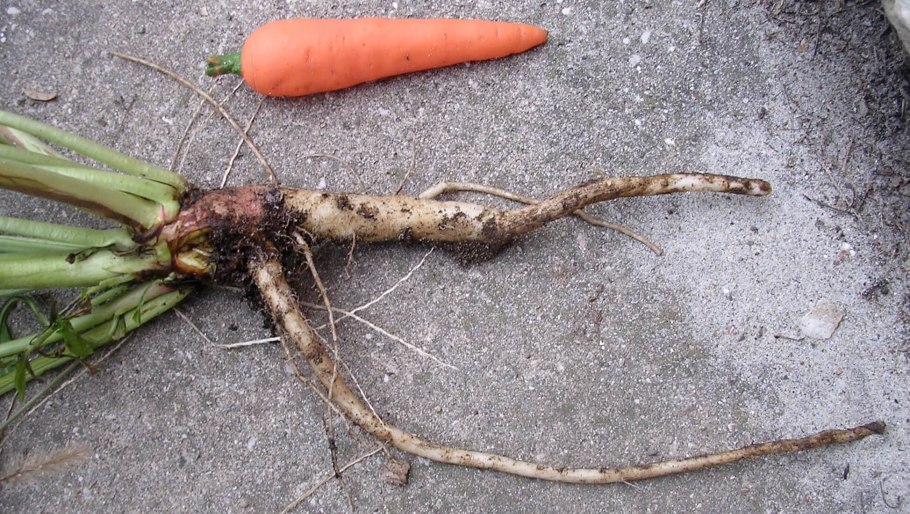 Аконит Восточный