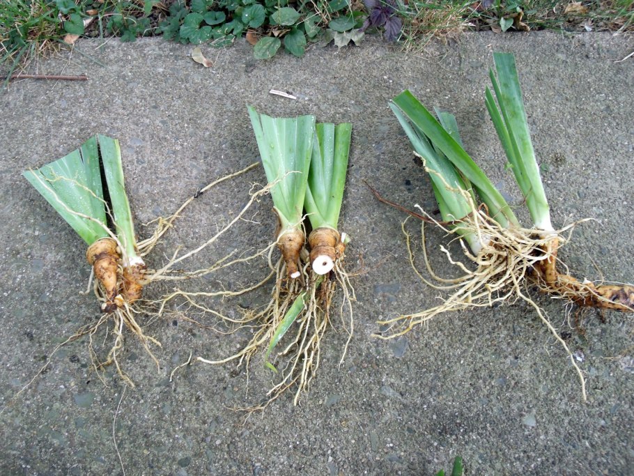 Ирис Сибирский корень