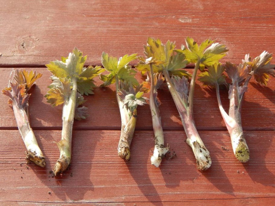 Корнеклубни георгина